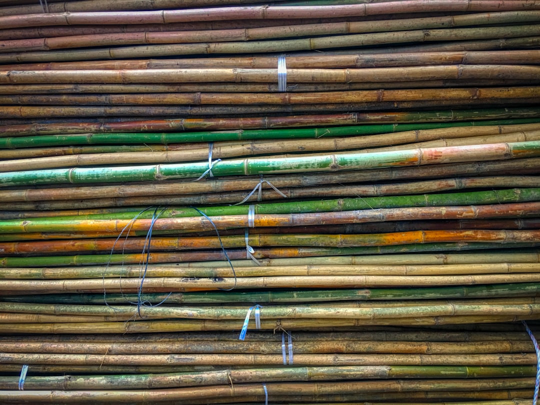 Photo sugar cane